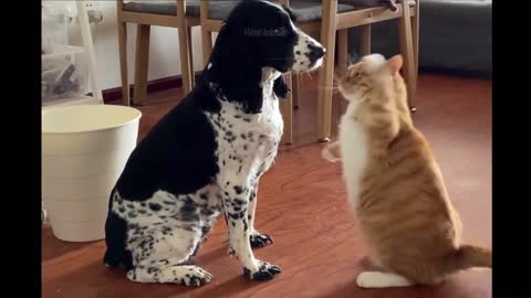 Funny Animals