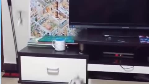 Cat funny video