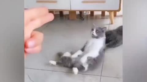 Funny cat videos.funny cats.