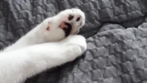 Tricolor cat