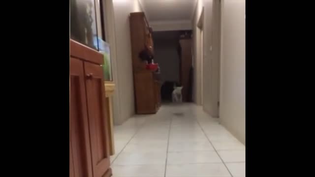 Lambs bounce around