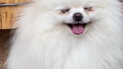 Cute and funny puppies #2
