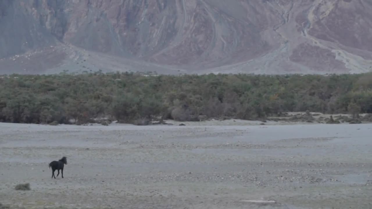 Hunder Sand Dunes Nubra Valley Bactrian Camels Ride Ladakh India