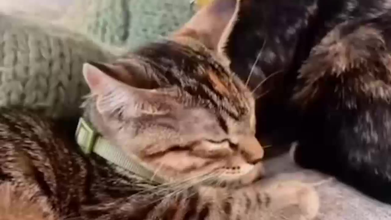 Cat Distribution works very well with this guy
