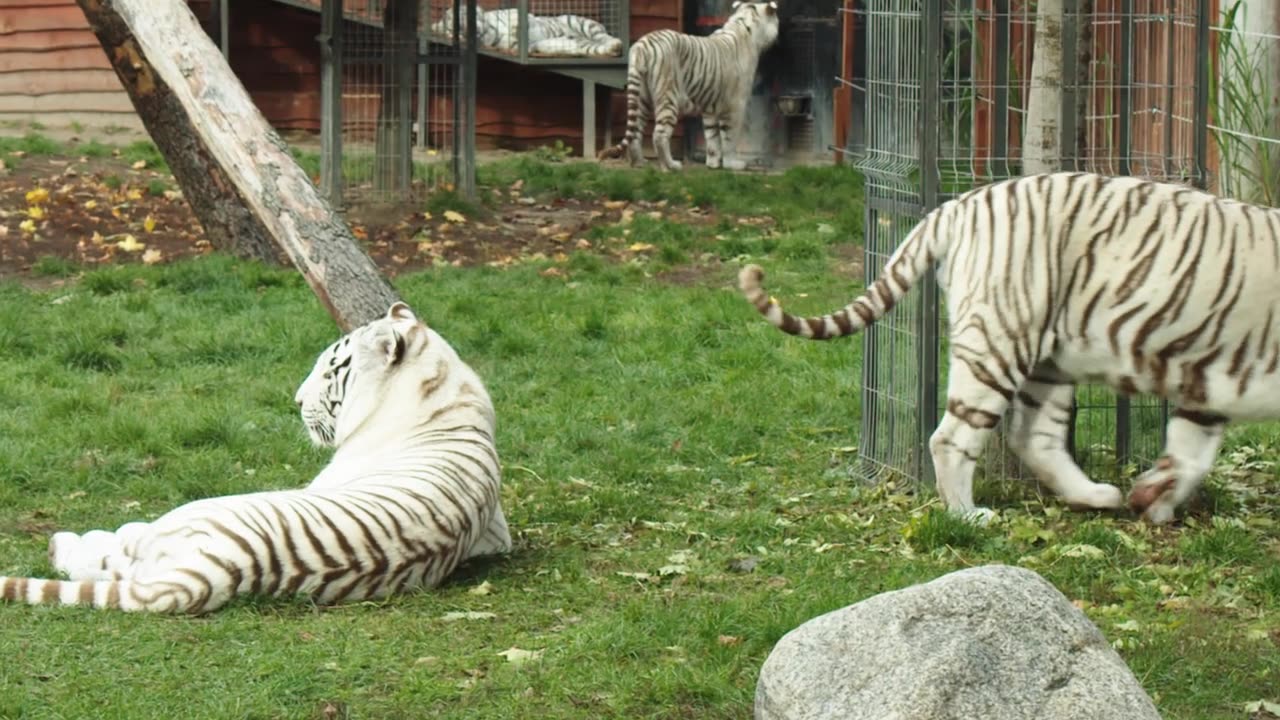 White Tigers - Great Animals