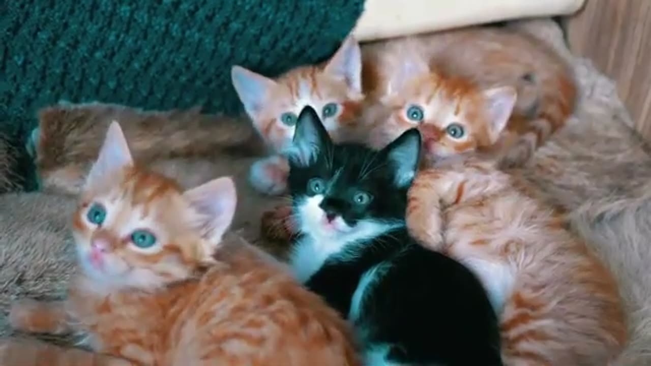 New Funny Animals 2024 π€£π Funniest Cats and Dogs πΈπΆ