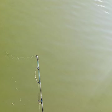 Largemouth bass kissena park