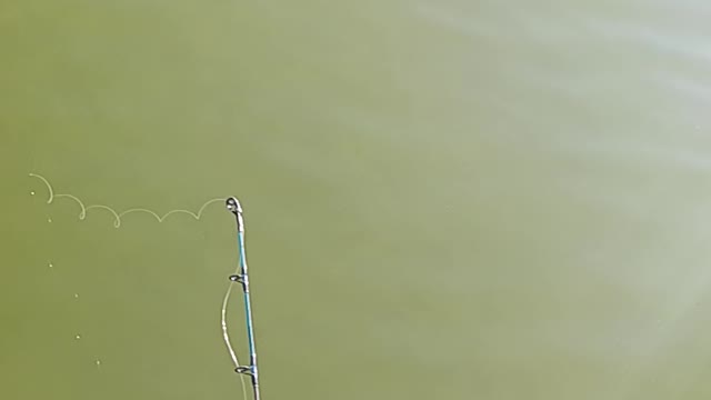 Largemouth bass kissena park