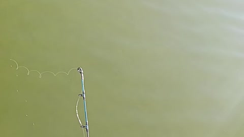 Largemouth bass kissena park