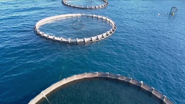 aerial view of the cages of an aquaculture in the mediterranean sea