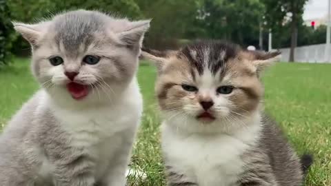 Cutest Cats Ever! Cute Funny Playful Beautiful Kitty Cats (Part 8) | #shorts #cats