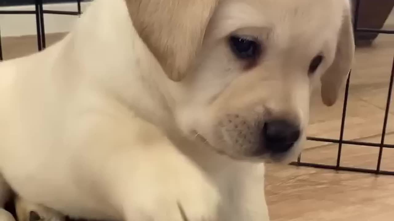 CUTE PUPPY EXPRESSION 🤩😀😘