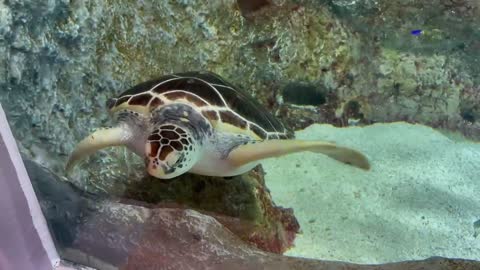 cute green turtle