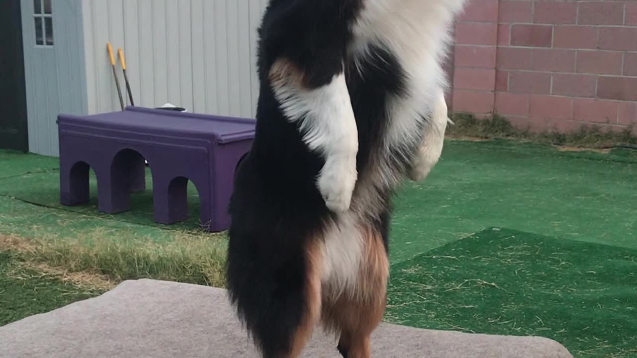 Australian Shepherd Is Meerkat Impressionist