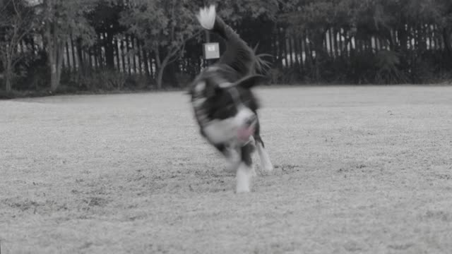 Dogs