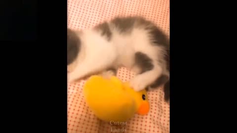 SUPER FUNNY CATS COMPILATION2