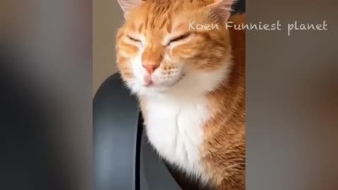 Cat massage their owner so comedy😂😂😂