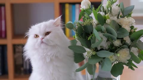 Close-up shot of Cat is sniffing a bouquet and looking around