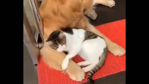 friendship of a cat with a dog