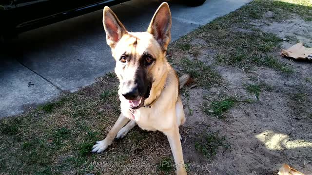 Jumping German Shepherd