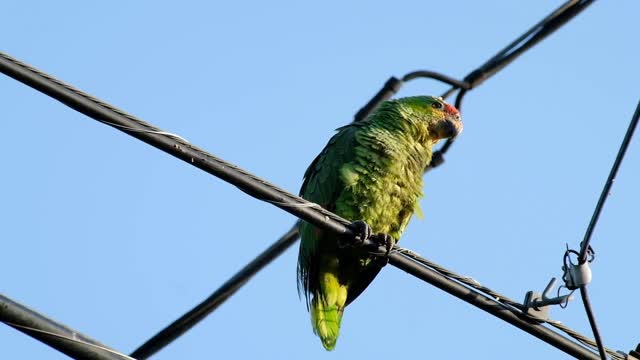 Wild parrots visit my backyard look how beautiful