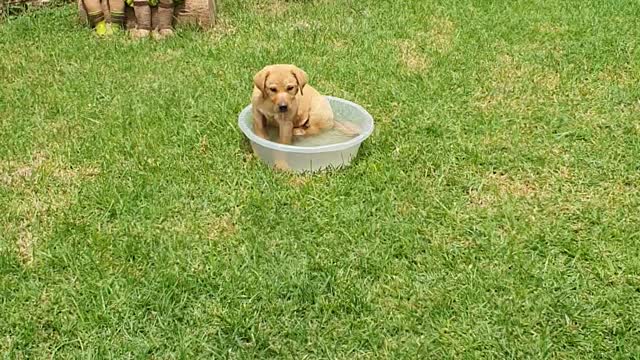 Labrador playing with water bucket