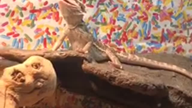 Baby Bearded Dragon Not to Fond of my Husbands Singing