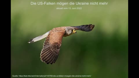 Die US-Falken mögen die Ukraine nicht mehr