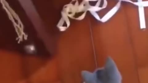 Try not to laugh funny animal #shorts