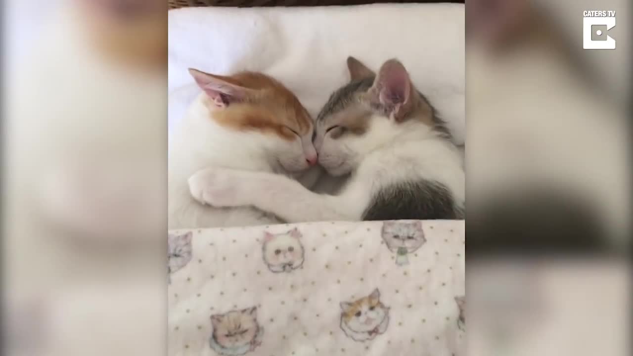 Adorable Kitten Twins Love To Sleep Side By Side