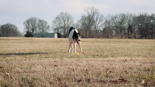 Dog playing catch the frisbee