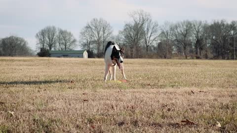 Dog playing catch the frisbee