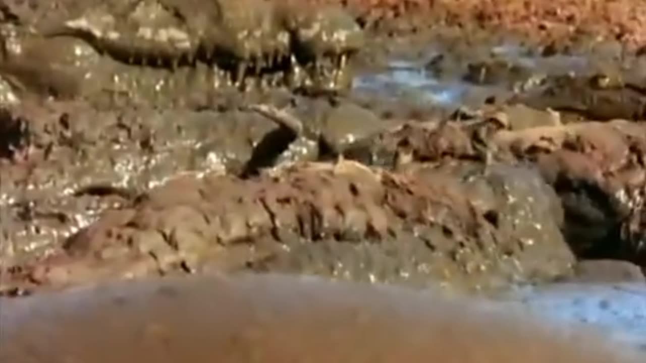 This crocodile trains her little one to be a strong predator