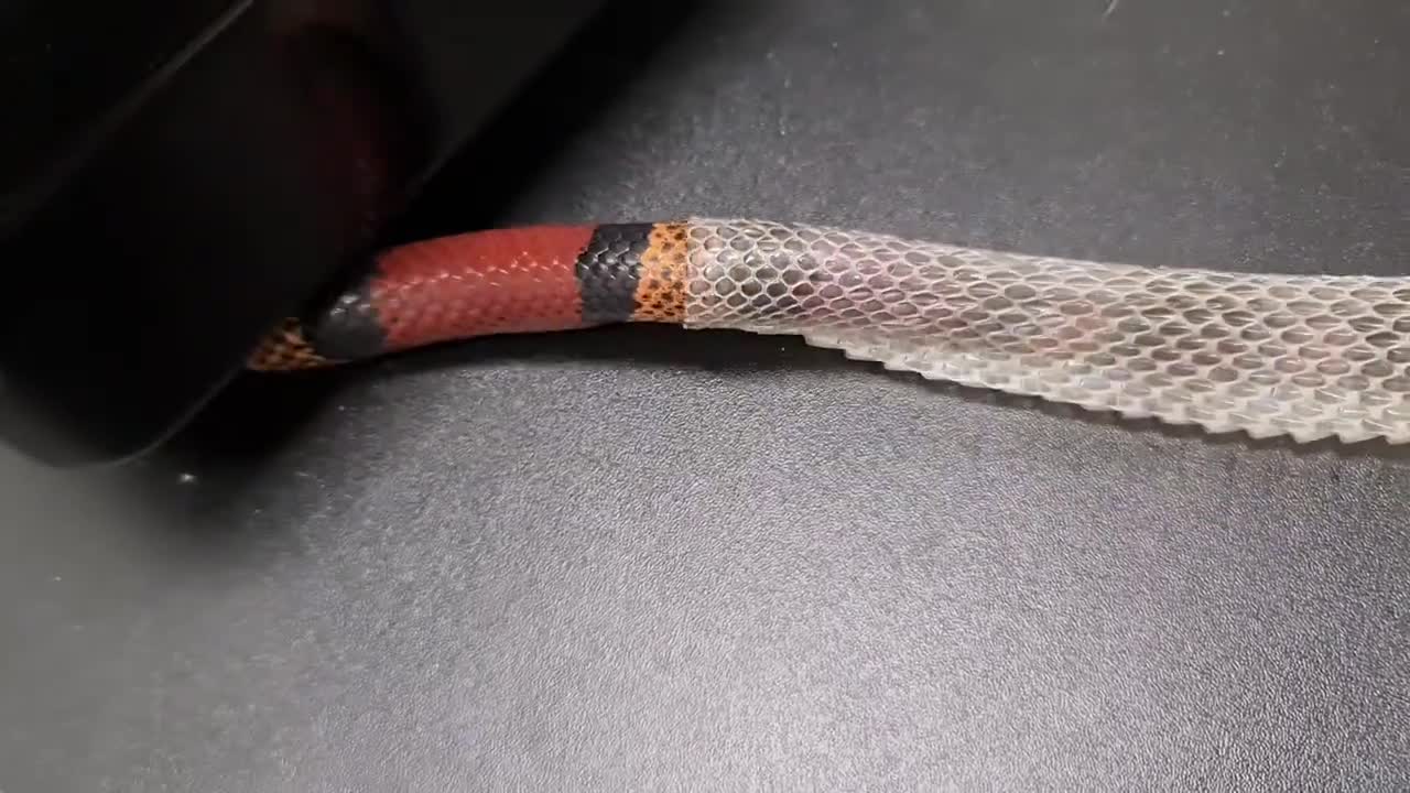 Snake shedding