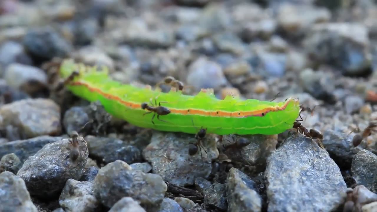 Insects That Invade Other Insects - Nature's BIOS hijackers.