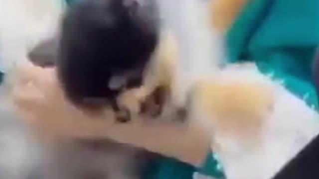 dogs are so cute when they are angry
