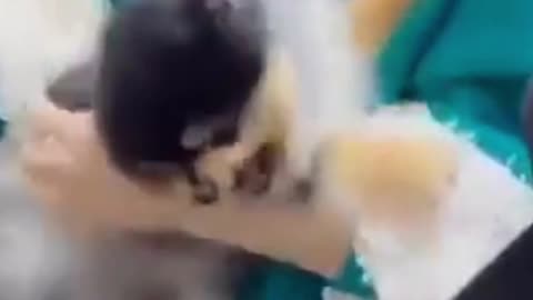dogs are so cute when they are angry