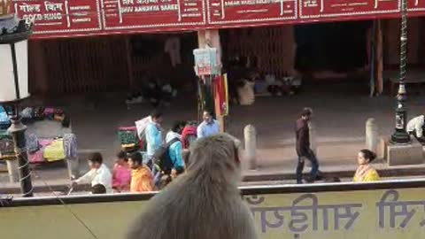 Monkey eating Bananas