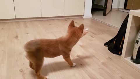 Puppy cant contain his excitement when owner comes home