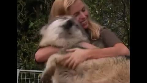 HUGE GREY WOLF - WITH WOLF GIRL ANNEKA (large wolves)