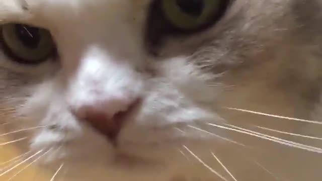 Cute cat begging for food