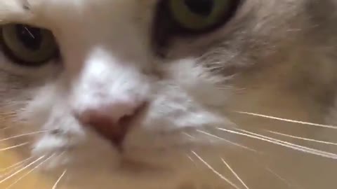 Cute cat begging for food