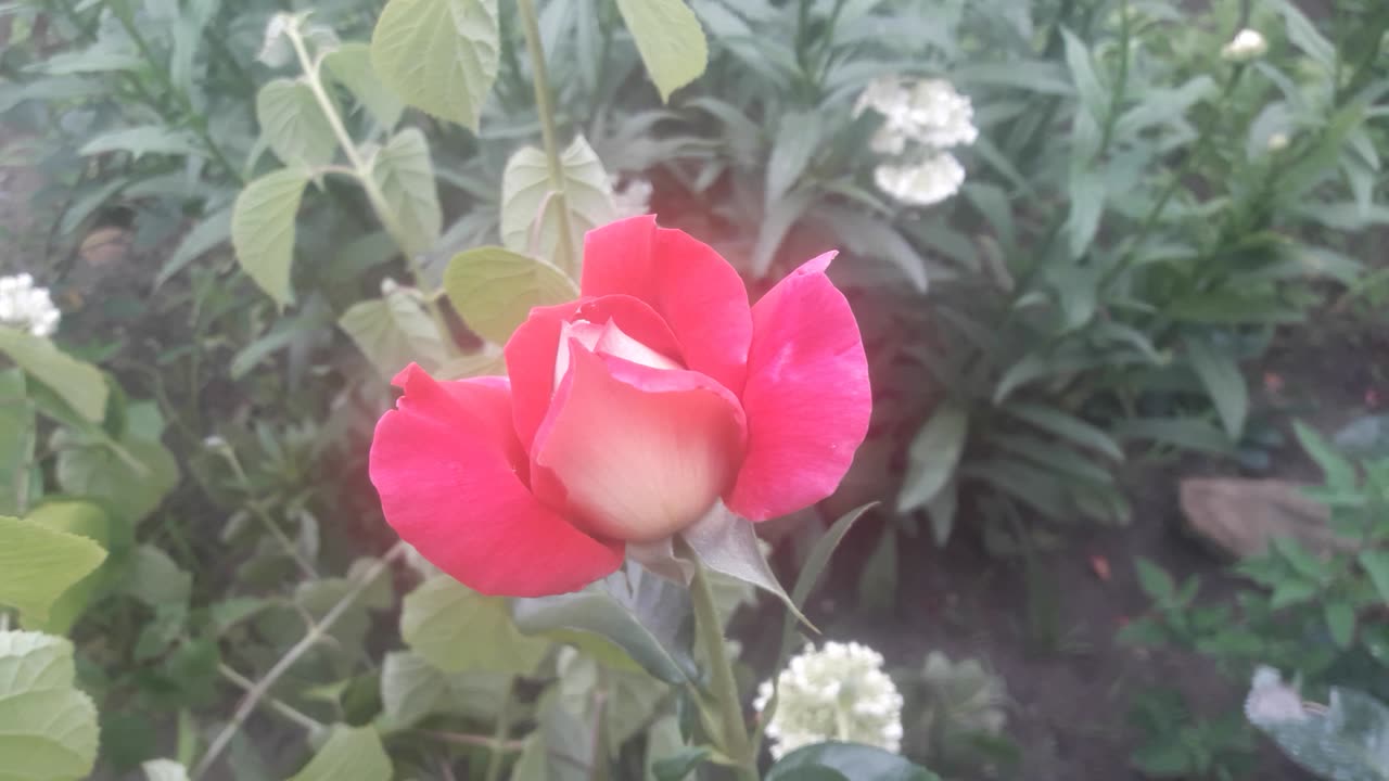 The rose is blooming