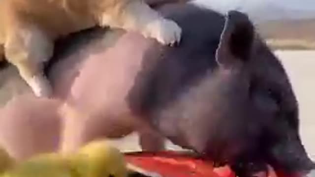 Funny dog and pig friendship 😍