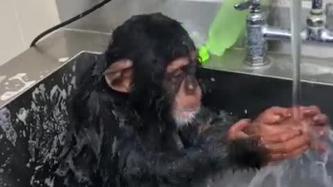 Monkey hygiene