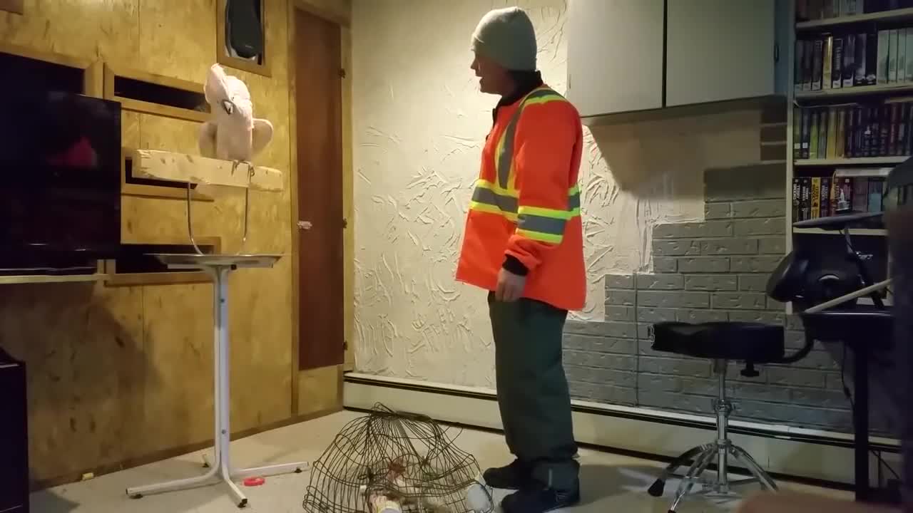 The Parrot Loses its Mind after its Owner Breaks the Cage Where it Used to Live.