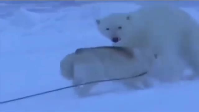 Polar bear fighting with 🐕