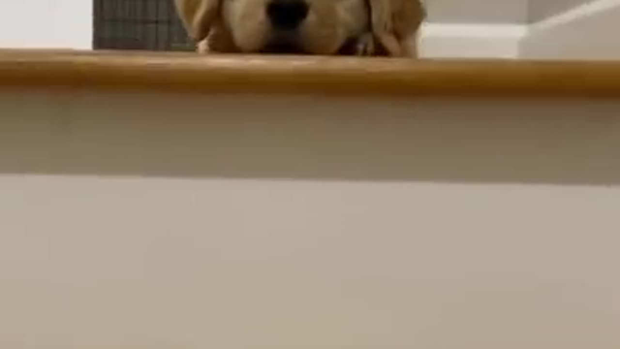 Cute Puppy says hi