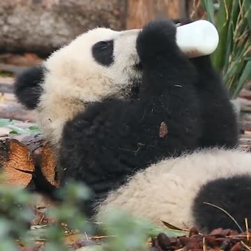 Wherever There Is Bottled Milk, There Are Baby Pandas | iPanda #shorts