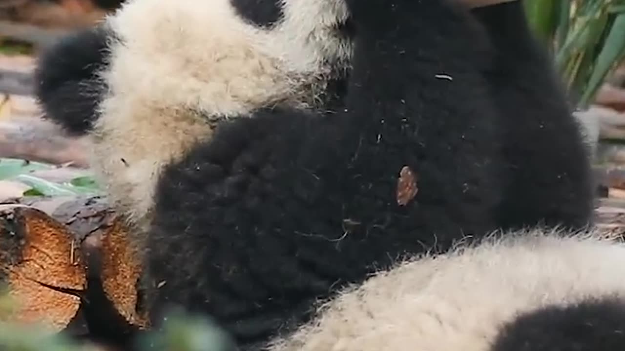 Wherever There Is Bottled Milk, There Are Baby Pandas | iPanda #shorts